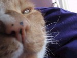 imagebam.com