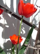 imagebam.com